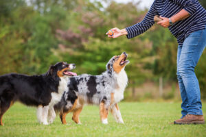 a woman playing with two dogs in a field