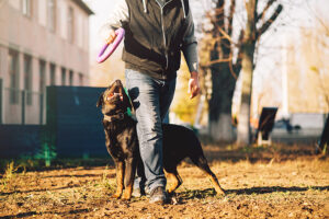 How Doggy Training Can Curb Dog Behavior Problems