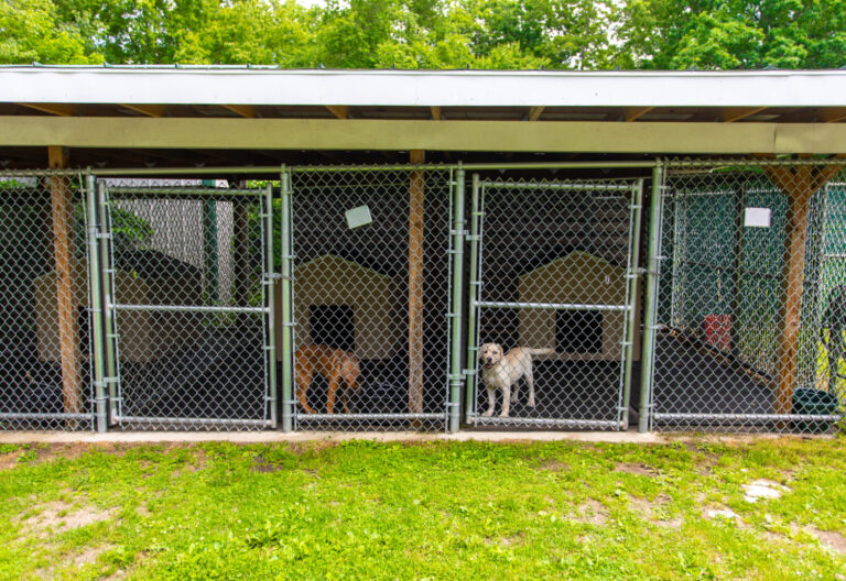 a group of dogs inside of a fenced in area