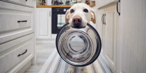 a dog is holding a bowl in its mouth