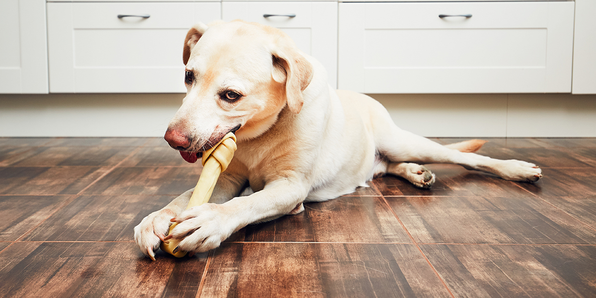 a dog laying on the floor with a toy in its mouth