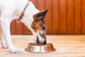 a dog eating out of a metal bowl