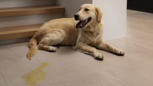 a dog laying on the floor next to a stair case