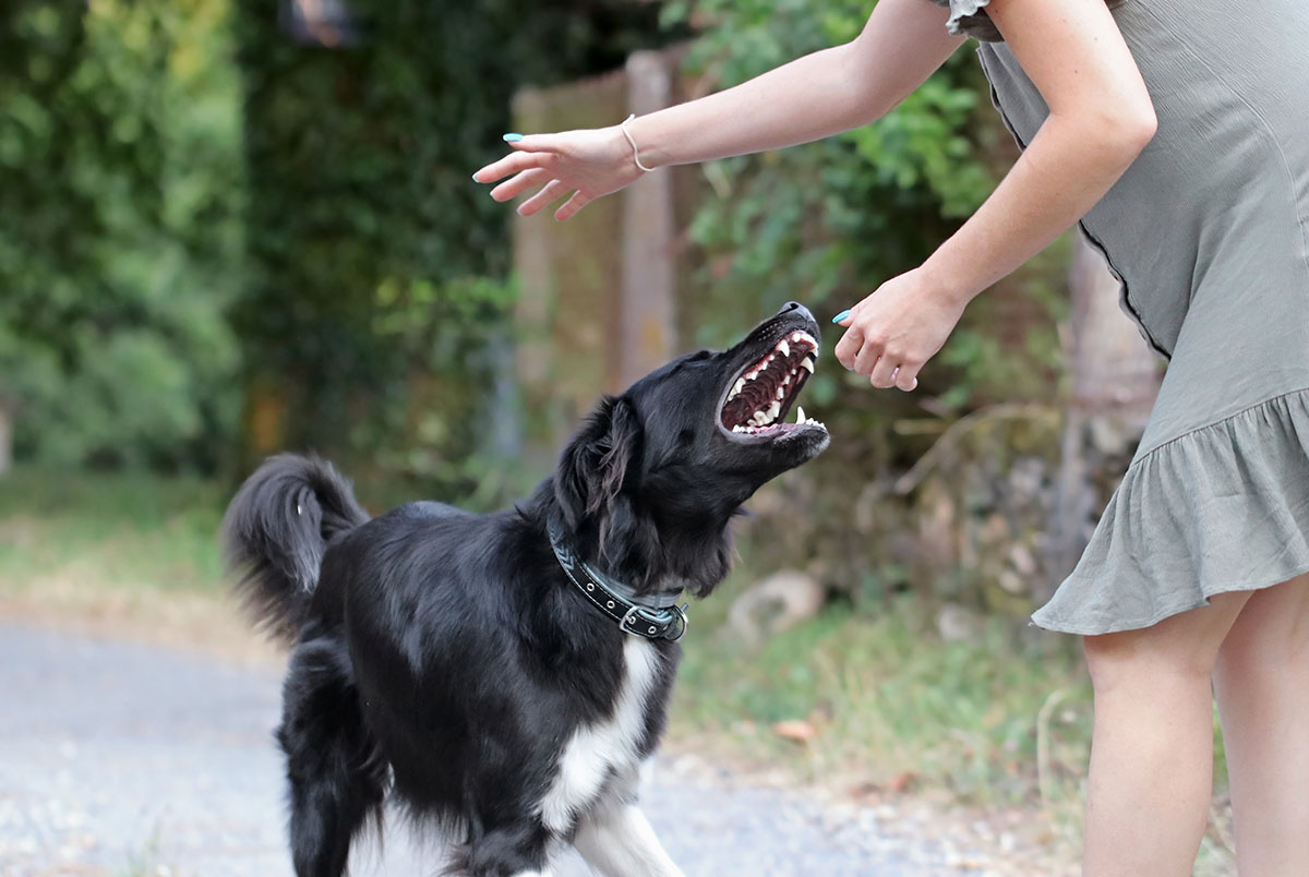 a woman is petting a black and white dog