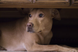 a dog laying under a dresser looking at the camera