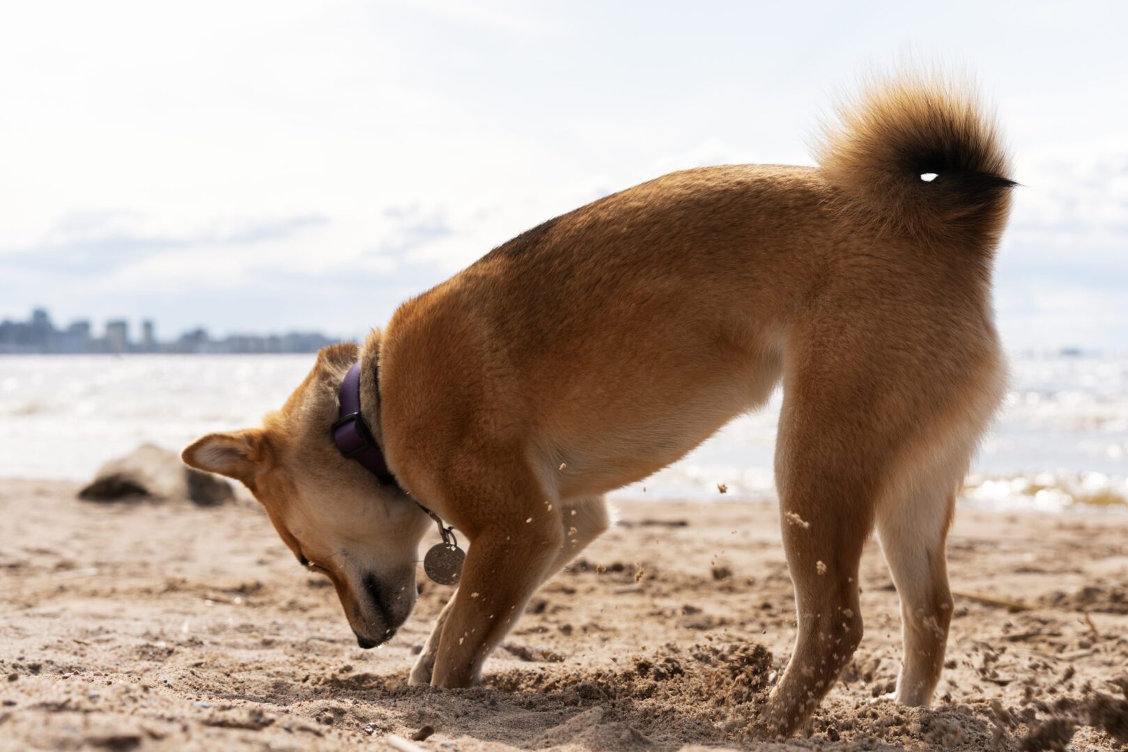 a brown dog standing on top of a sandy beach