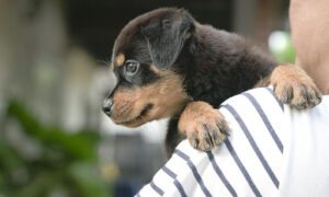 a person holding a puppy in their arms