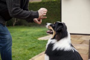 a man is giving a dog a hand shake