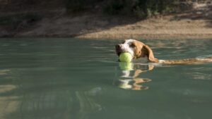 a dog swimming in a lake with a tennis ball in its mouth