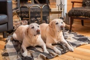 two dogs laying on a blanket in front of a fireplace