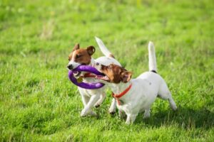 two dogs playing with a toy in a field