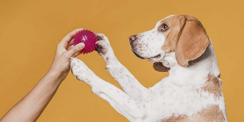 a dog holding a toy in its paws