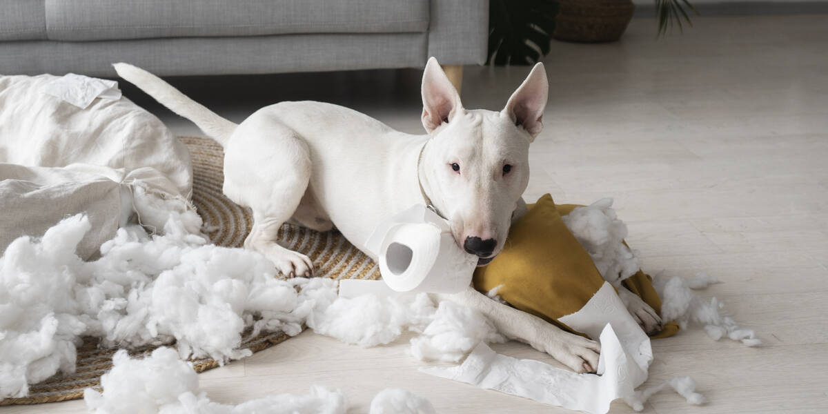 a white dog laying on top of a pile of toilet paper