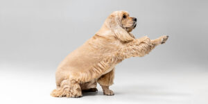 a brown dog standing on its hind legs