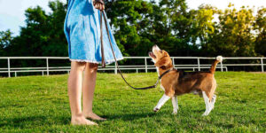 a woman in a blue dress holding a dog on a leash