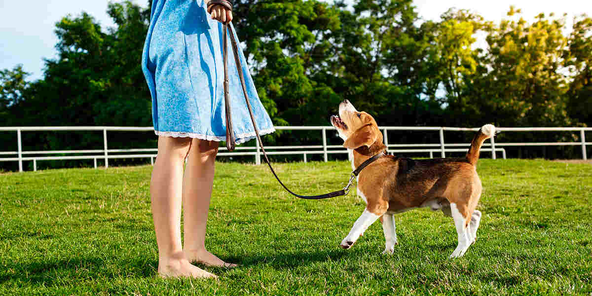 How to train a puppy to walk on a leash best sale