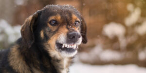 a dog that is standing in the snow