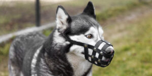 a black and white dog with a muzzle