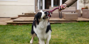 a person holding a dog's leash in front of a house