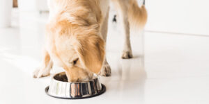 a dog eating out of a bowl on the floor