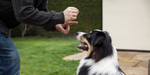 a dog is being petted by a man