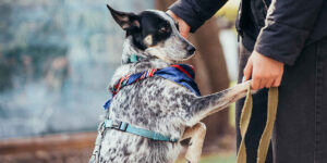 a dog with a leash standing next to a person