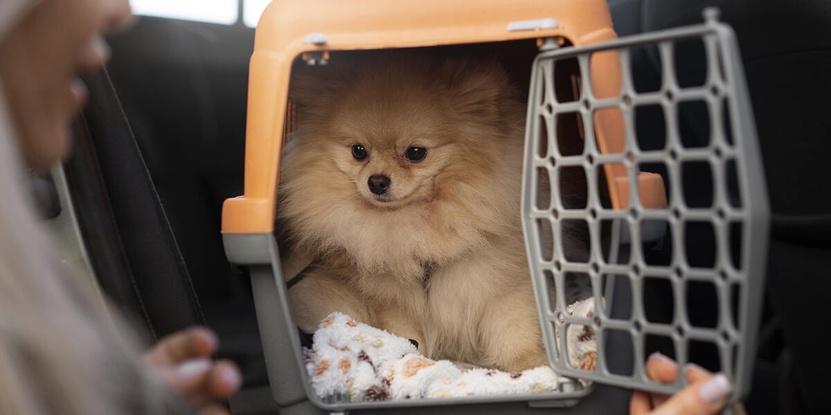 a small dog in a carrier in a car