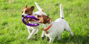 two dogs playing with a toy in a field