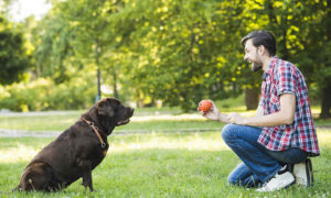 a man is playing with his dog in the park