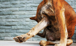 a large brown dog sitting on top of a cement floor