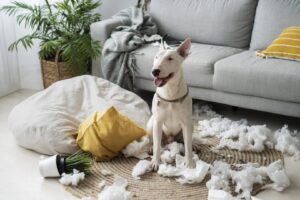 a dog sitting on a rug in a living room