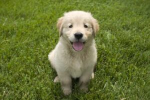 a puppy sitting in the grass with its tongue out