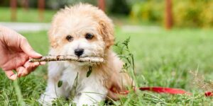 a small dog holding a stick in its mouth