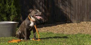 a dog sitting in the grass with a leash