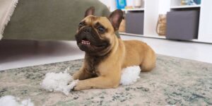 a small brown dog laying on top of a rug