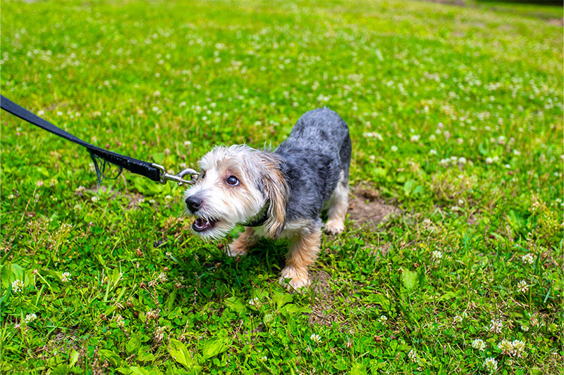 On/Off Leash