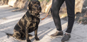 a person walking a dog on a leash