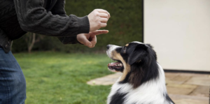 a dog that is standing next to a person