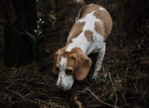 a brown and white dog standing next to a tree