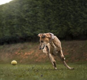 a dog chasing a ball in a field