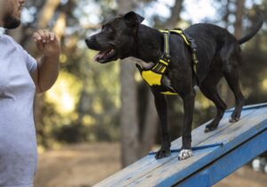 a man standing next to a black dog