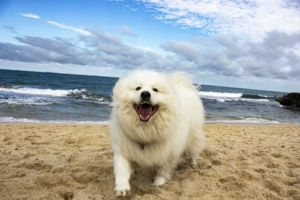 Best Dog Trainers in Monmouth County