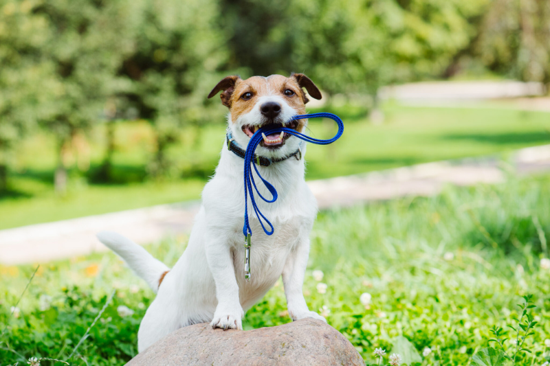 Untitled design 2025 04 10T142541.730 - dog trainers in monmouth county,Monmouth County dog training,dog trainers