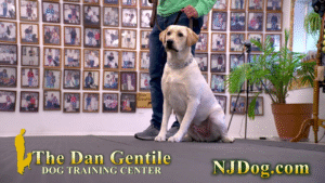Best Dog Trainer in Middlesex County.