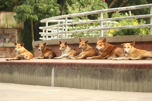 Find the Best Dog School Near You in Monmouth County Expert Training for Every Pup