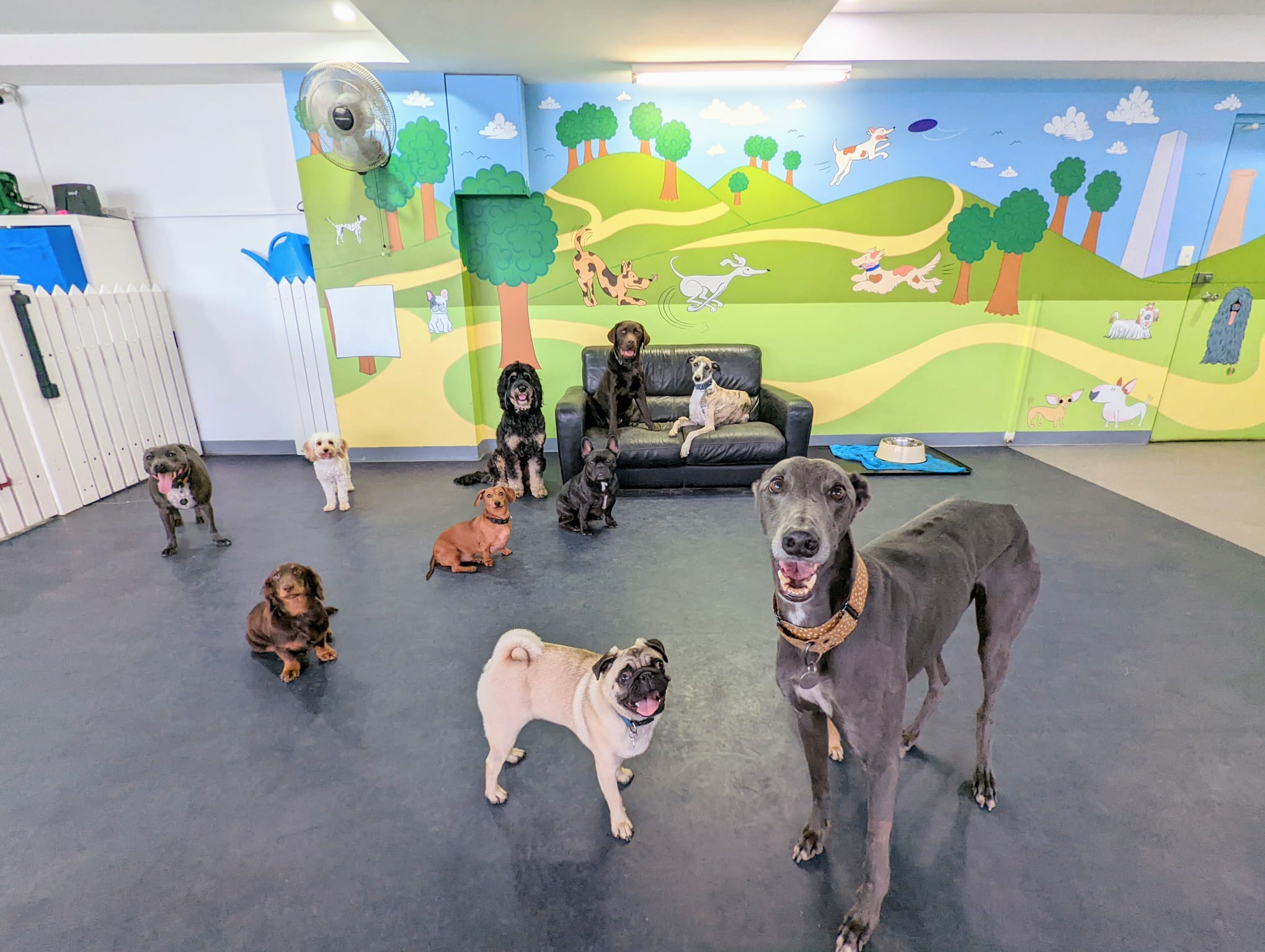 Vacation Boarding 2 - Our Dog Training Approach -
