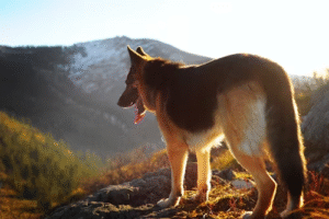 Specialized German Shepherd Training in NJ