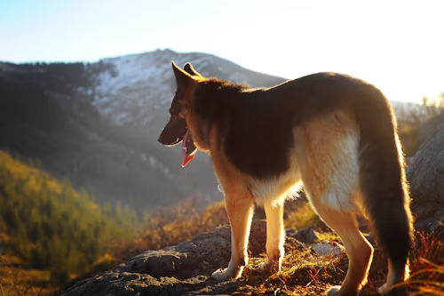 Specialized German Shepherd Training in NJ