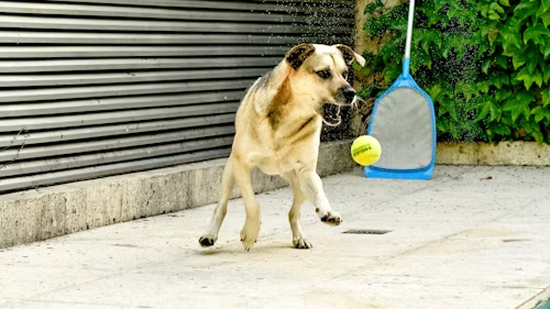 The Importance of Positive Reinforcement in Dog Training