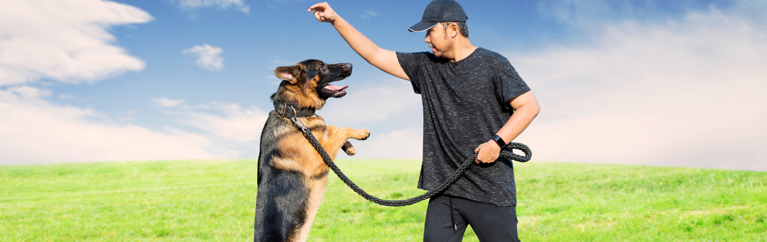 monmouth county dog training